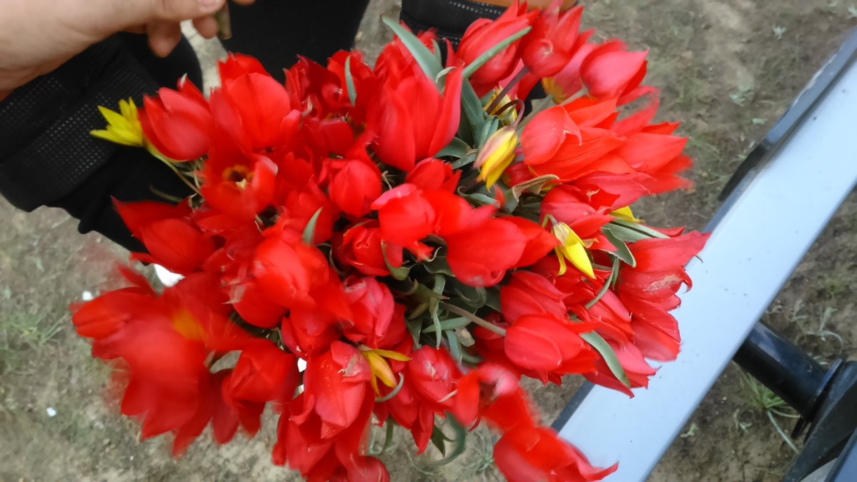 Степные тюльпаны - Наталья 