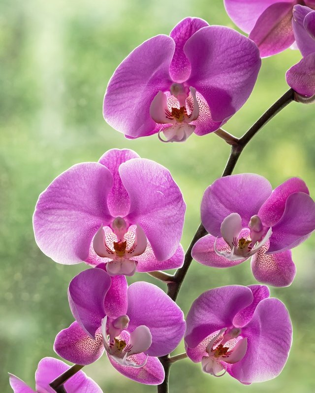 Ветка орхидеи - Ирина Приходько