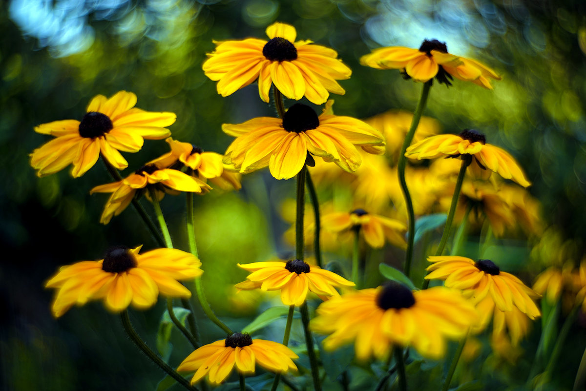 rudbeckia - Zinovi Seniak