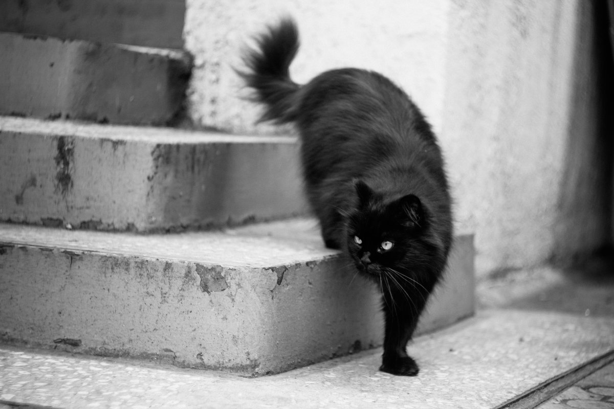тот самый  чёрный кот - шамиль нурахметов