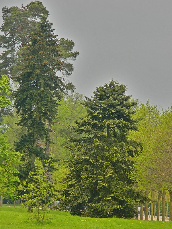 деревья Версальского парка - Александр Корчемный