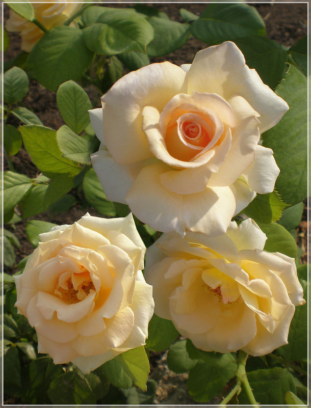 Крымские розы - Эля Юрасова