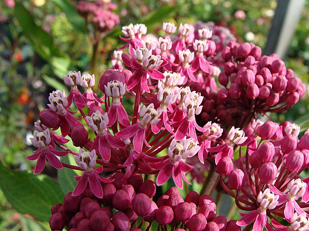 Asclepias incarnata 'Cinderella' / Ваточник темно-красный 'Cinderella' - laana laadas