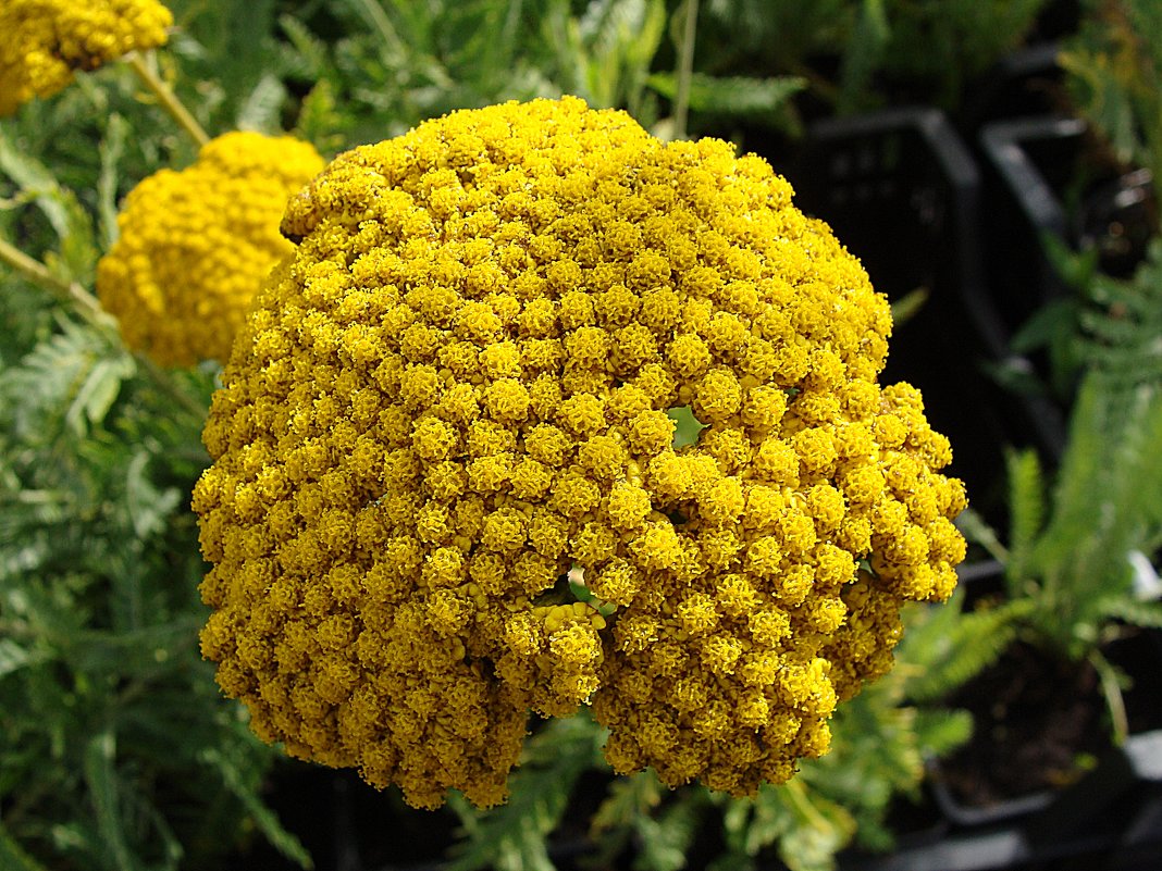 Achillea 'Coronation Gold' / Тысячелистник "Коронация золото" - laana laadas