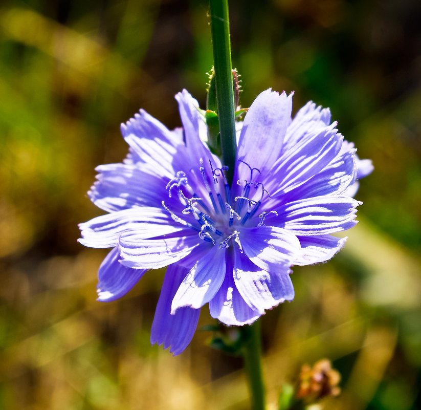цветок цикория - юрий иванов