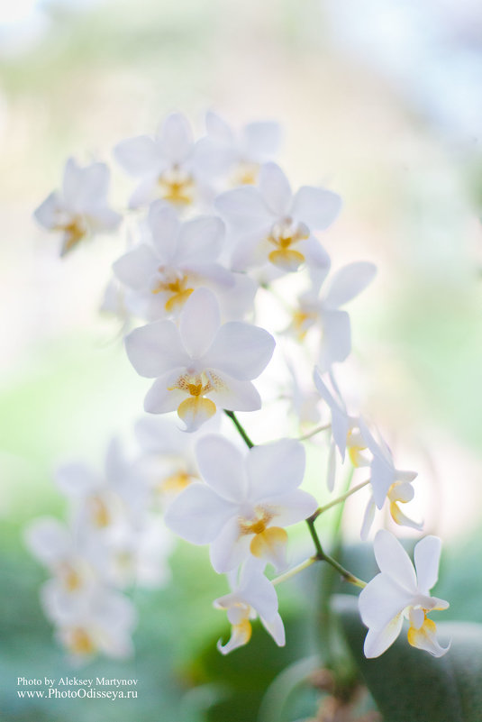 Белая орхидея - Алексей Мартынов