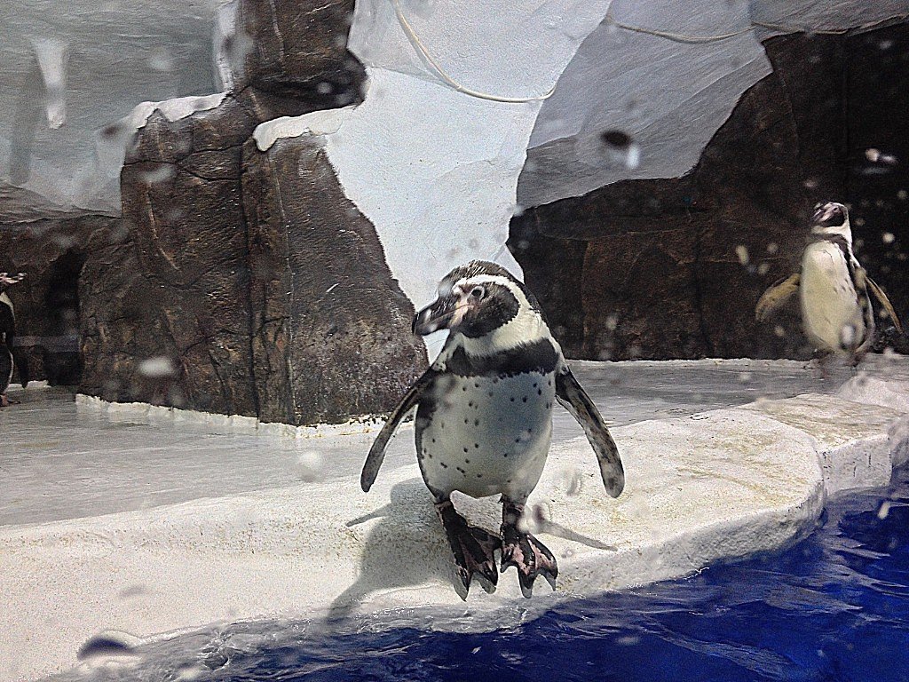 Пингвинарий в парке РИВЬЕРА Сочи - Tata Wolf