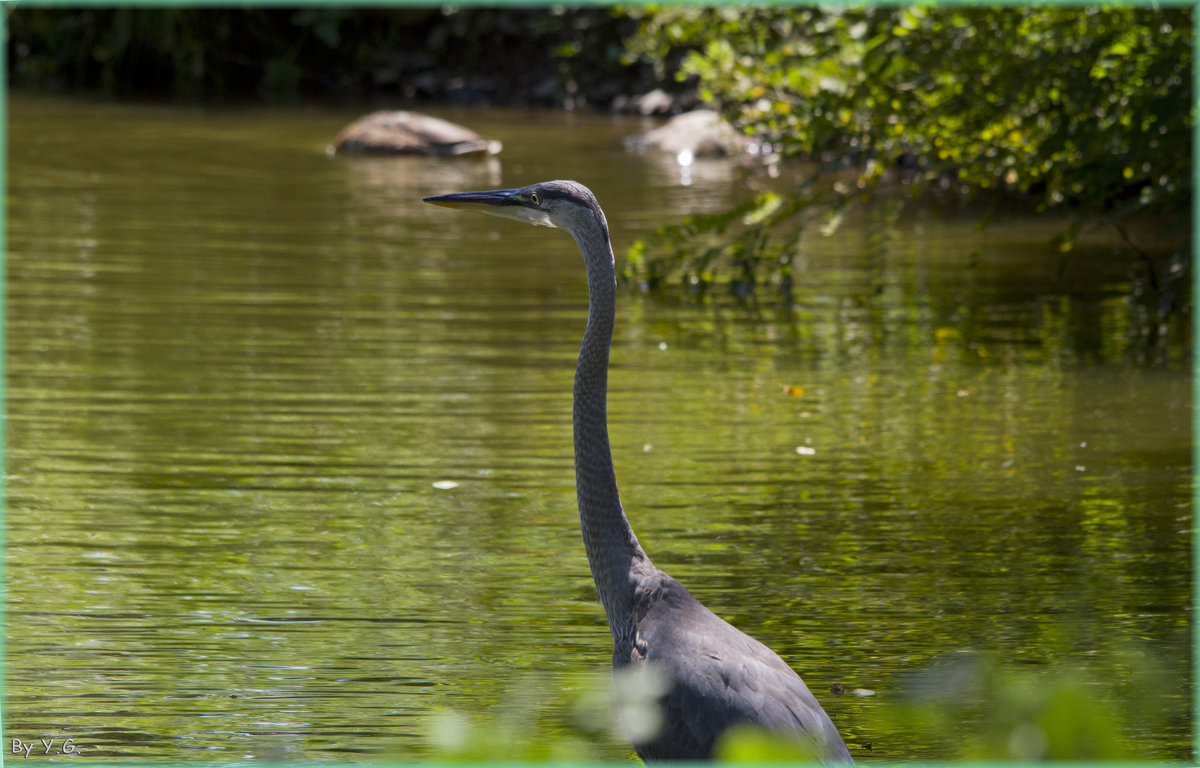 Цапля Голубая - Blue Heron_1 - Яков Геллер