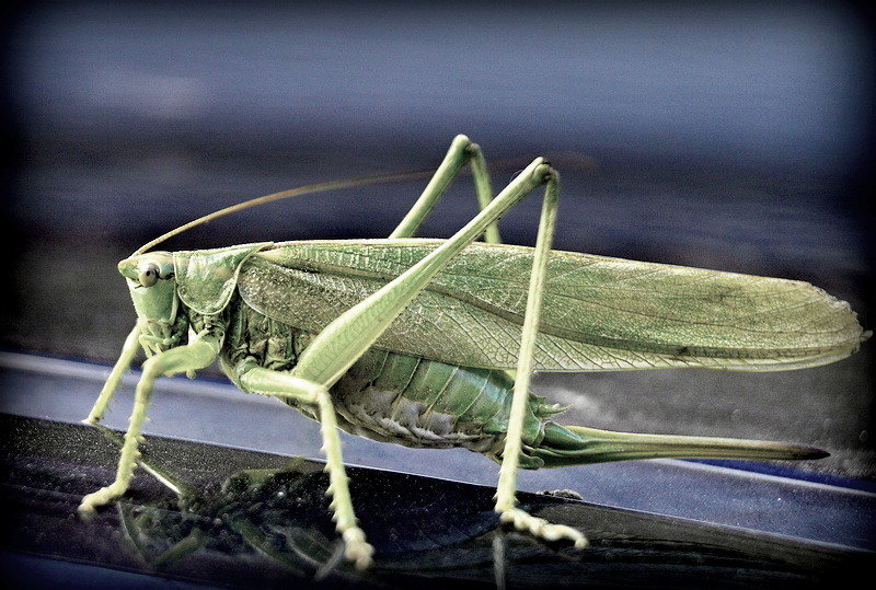 Grasshopper - A. SMIRNOV