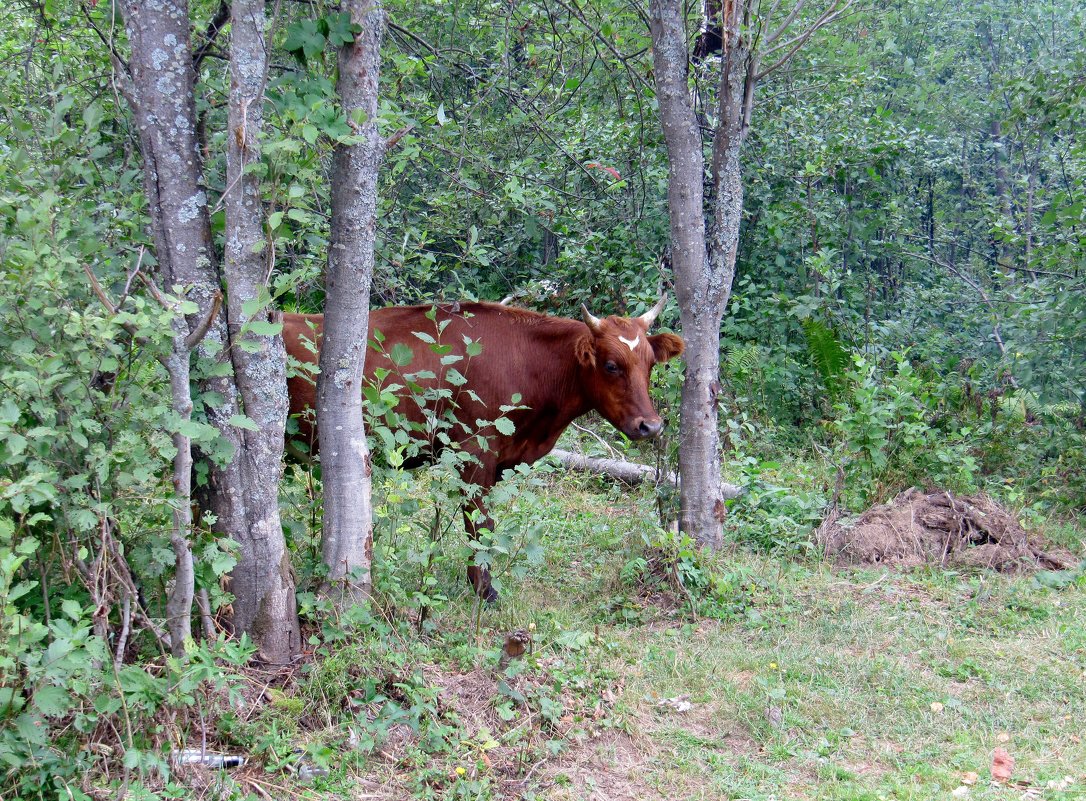 Лесная корова - Вера Щукина