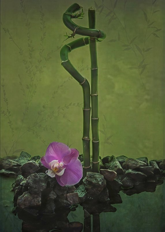 Орхидея и бамбук - Ирина Приходько