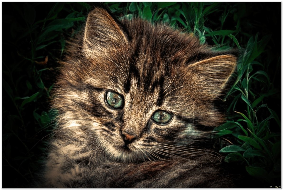 Котёнок - Евгений Кочуров