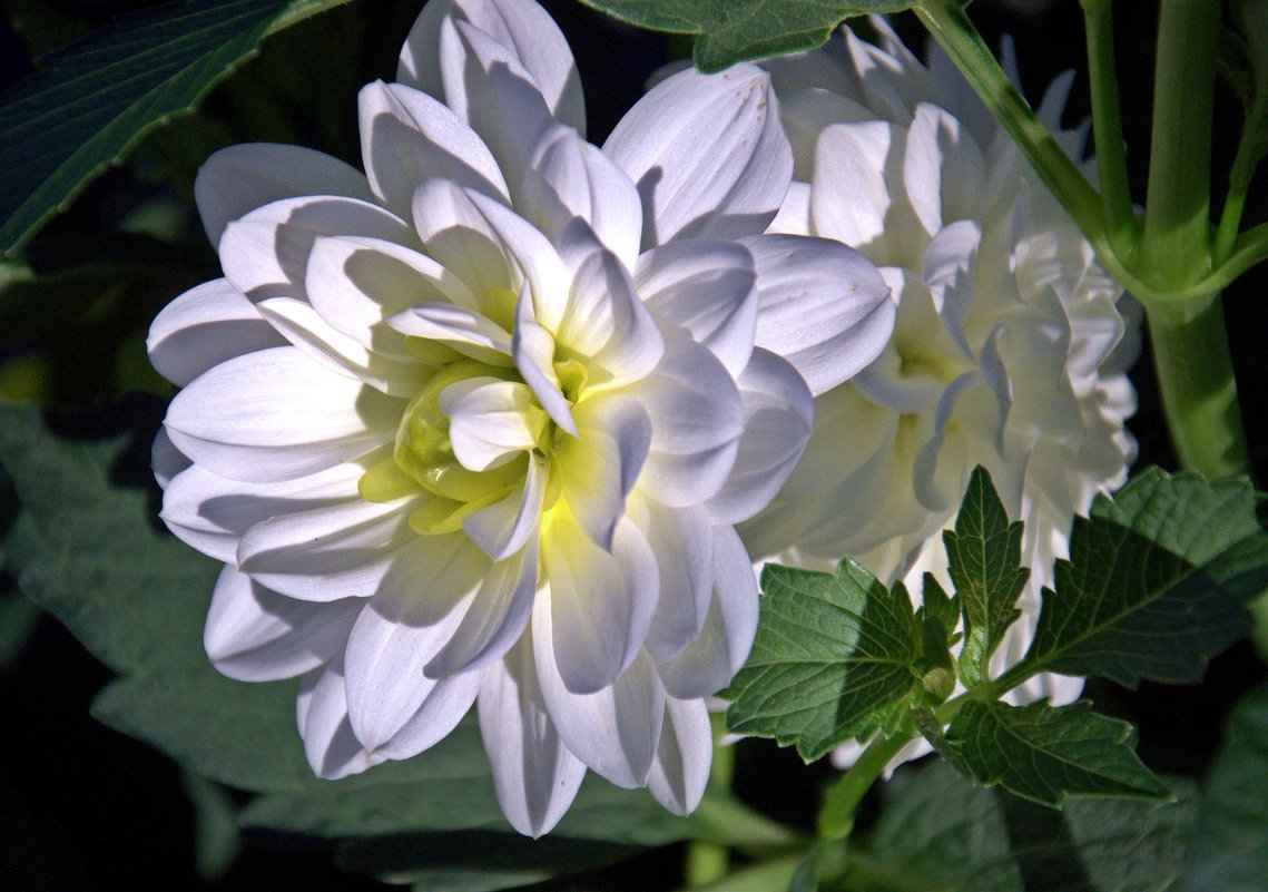 белые цветы - Августа 