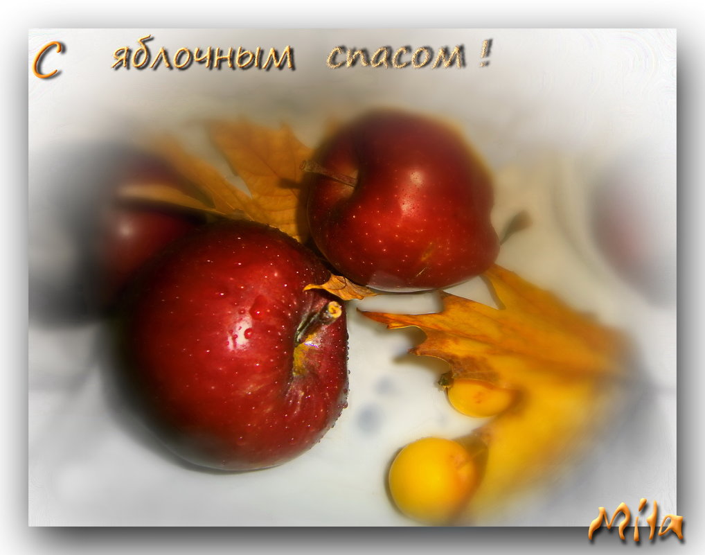 Солнцем радостным согреты, красны яблоки крупны. .... - Людмила Богданова (Скачко)