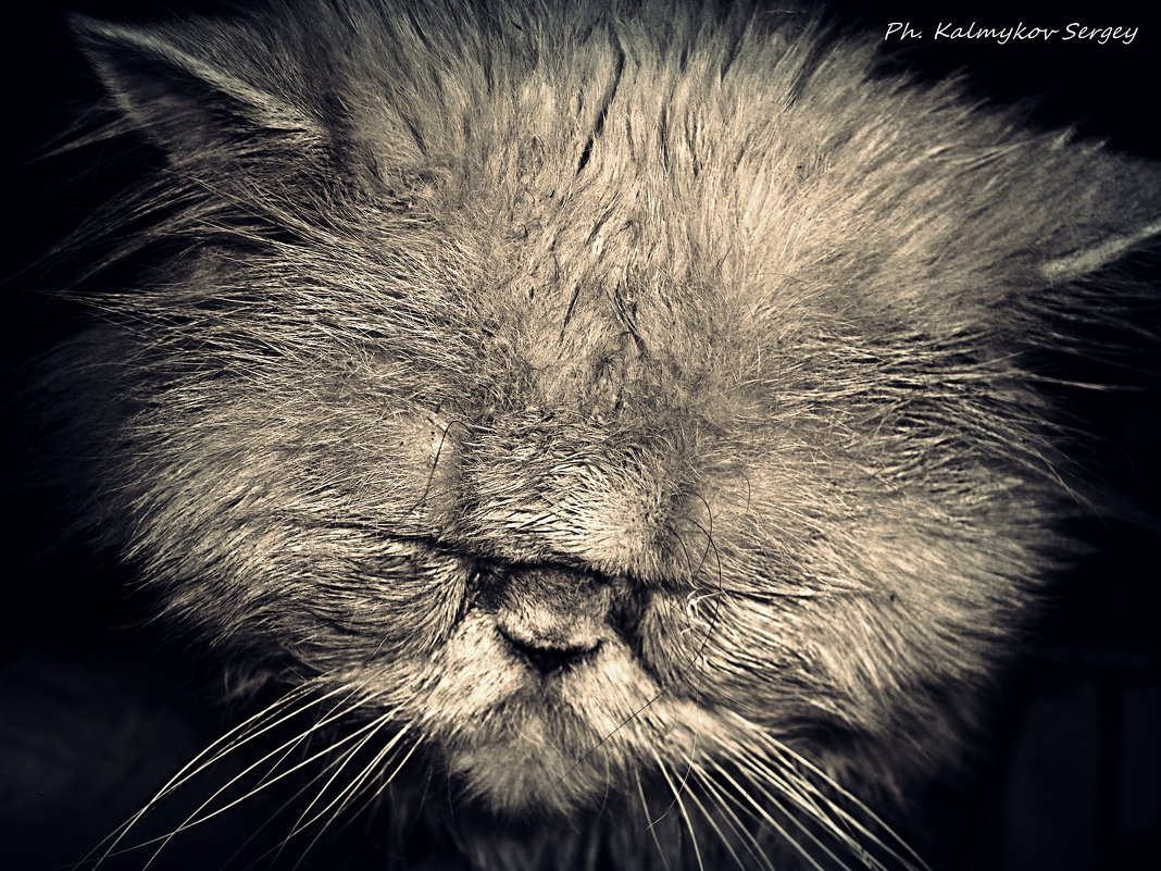 Старый кот - KS Photo