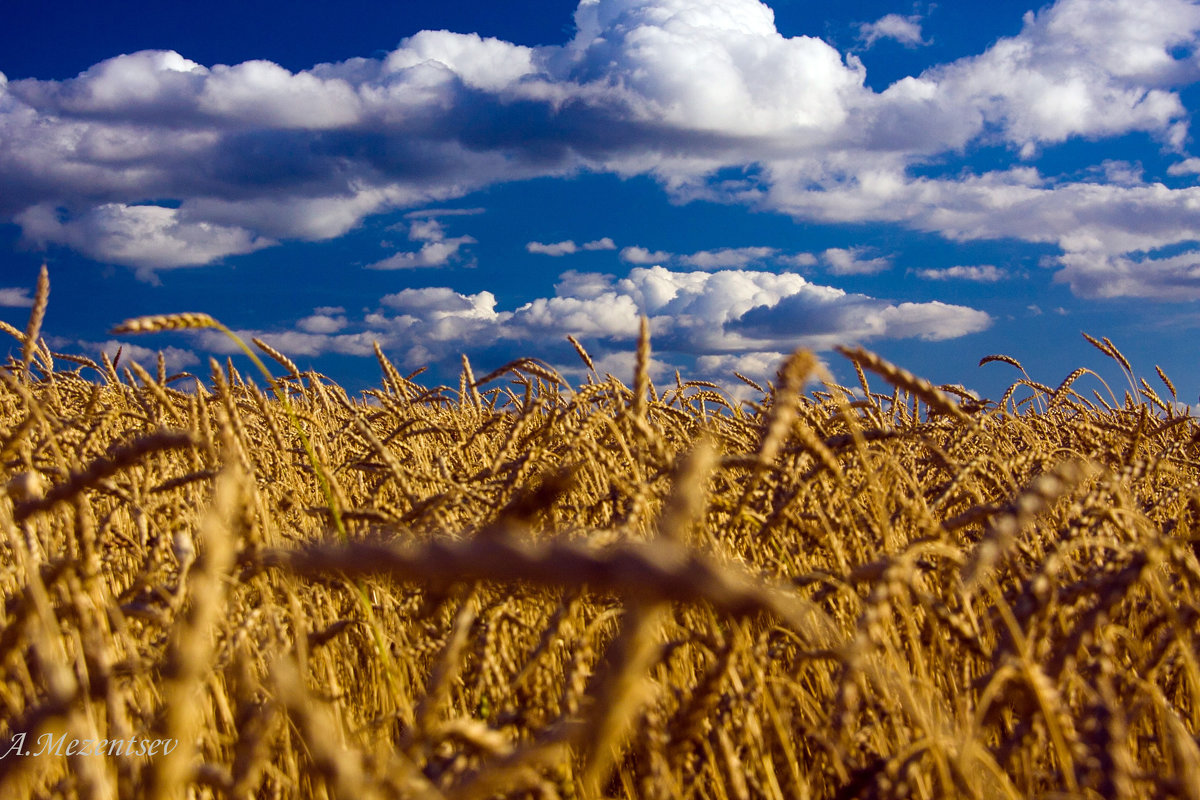 пшеничное безмолвие - Светлана 