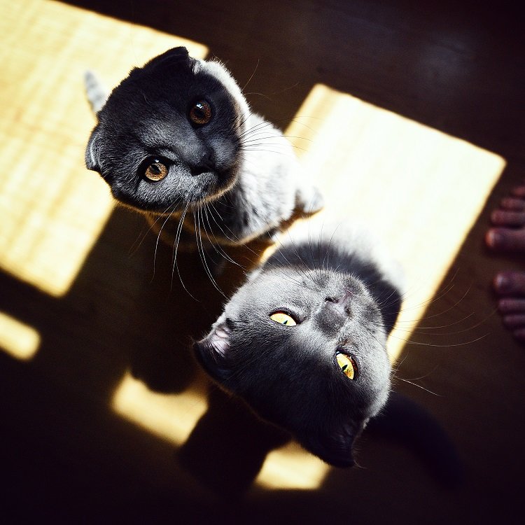 Такие подозрительные коты) - Семен Кактус