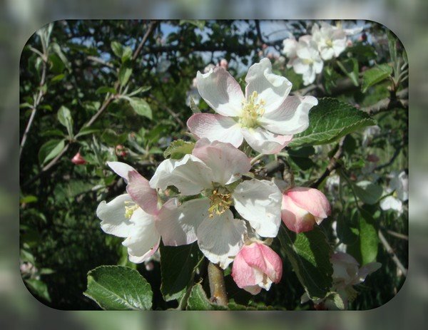 Яблони в цвету - Iri_S (Ирина Саянова)