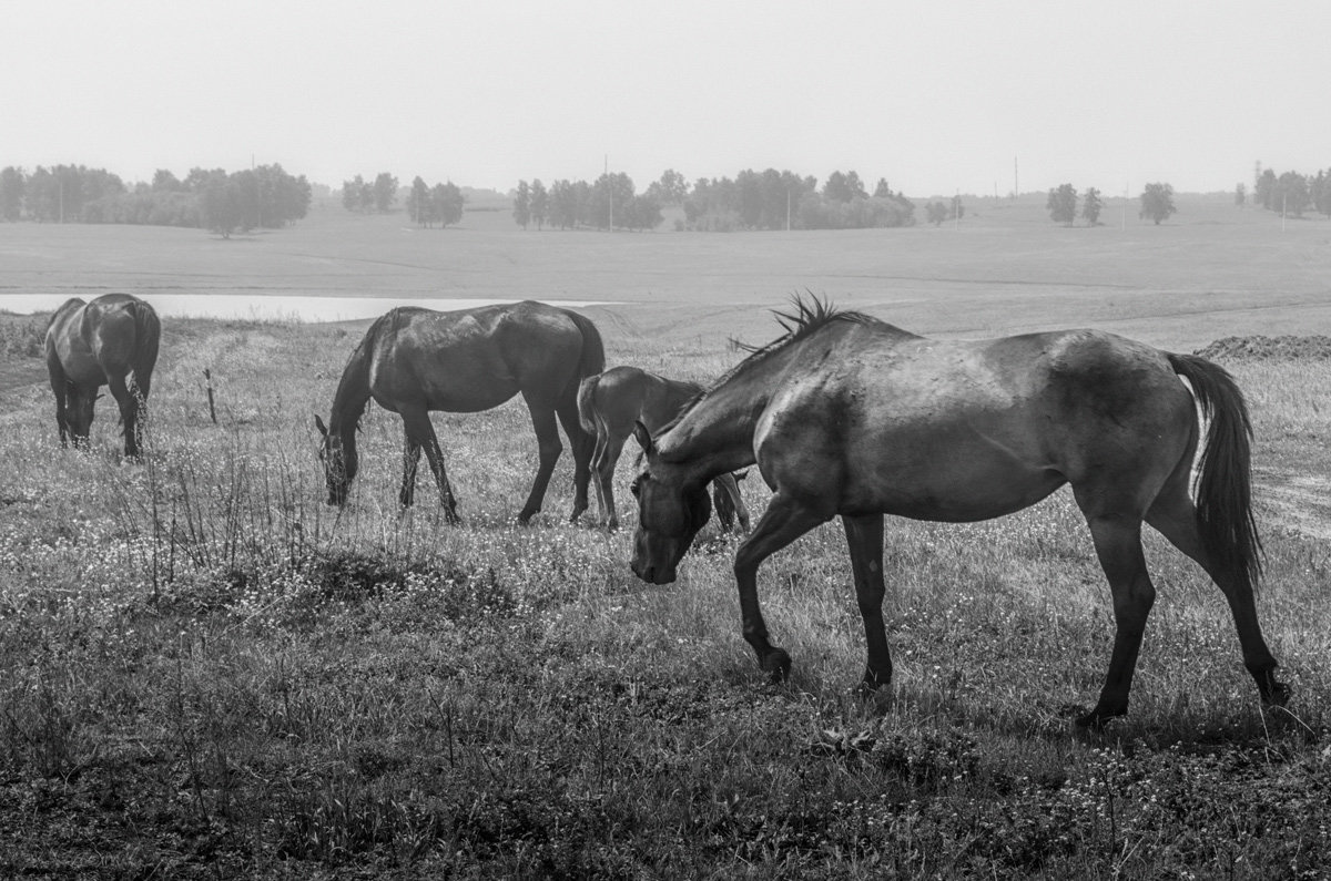 "Ходят кони над рекою..." - Роман Рыбальченко
