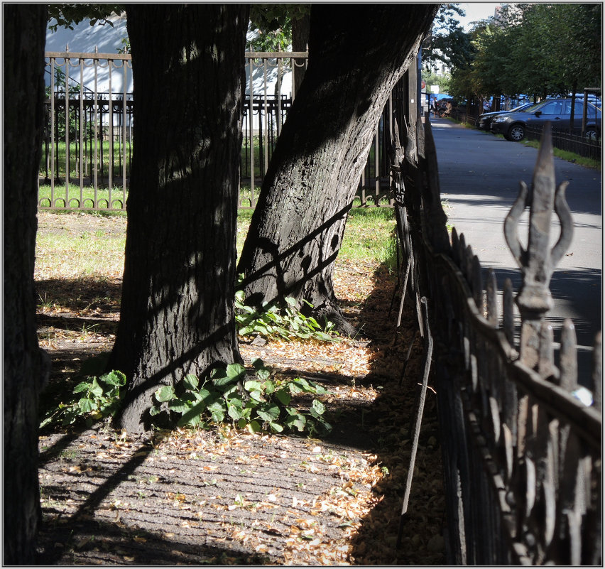 старая ограда и те же липы - sv.kaschuk 