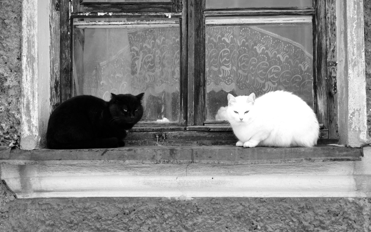 Чёрный кот,белая кошка. - Виталий Дарханов