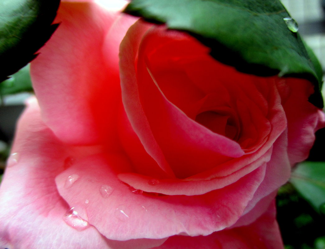 Небо плакало, роза ловила слёзы........... - Наталья Пономаренко