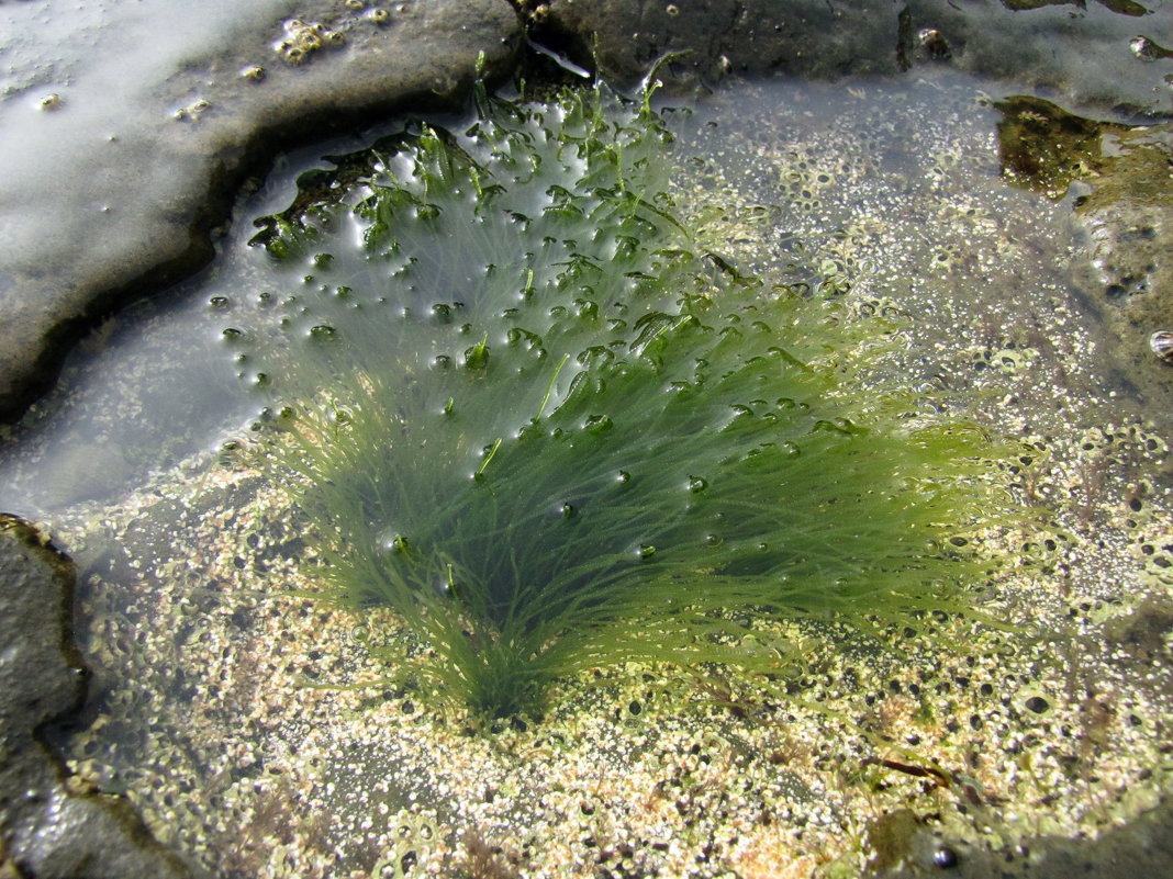 водоросли - doberman 