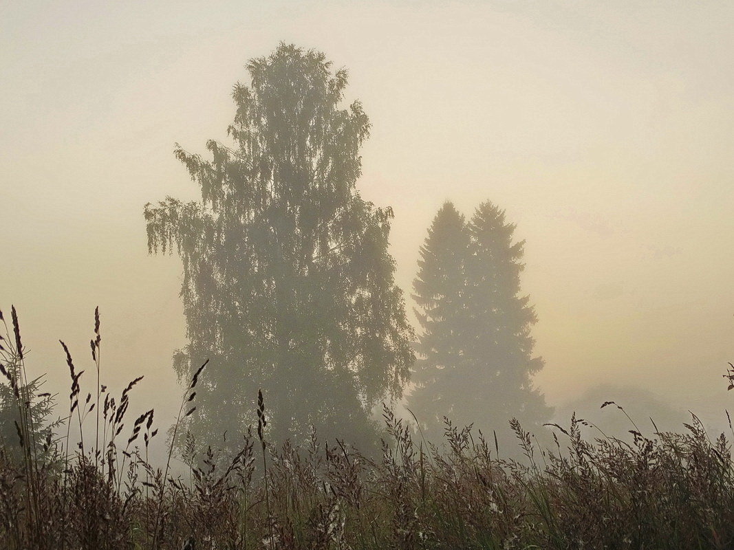 Дерево и туман. - Владимир Гилясев