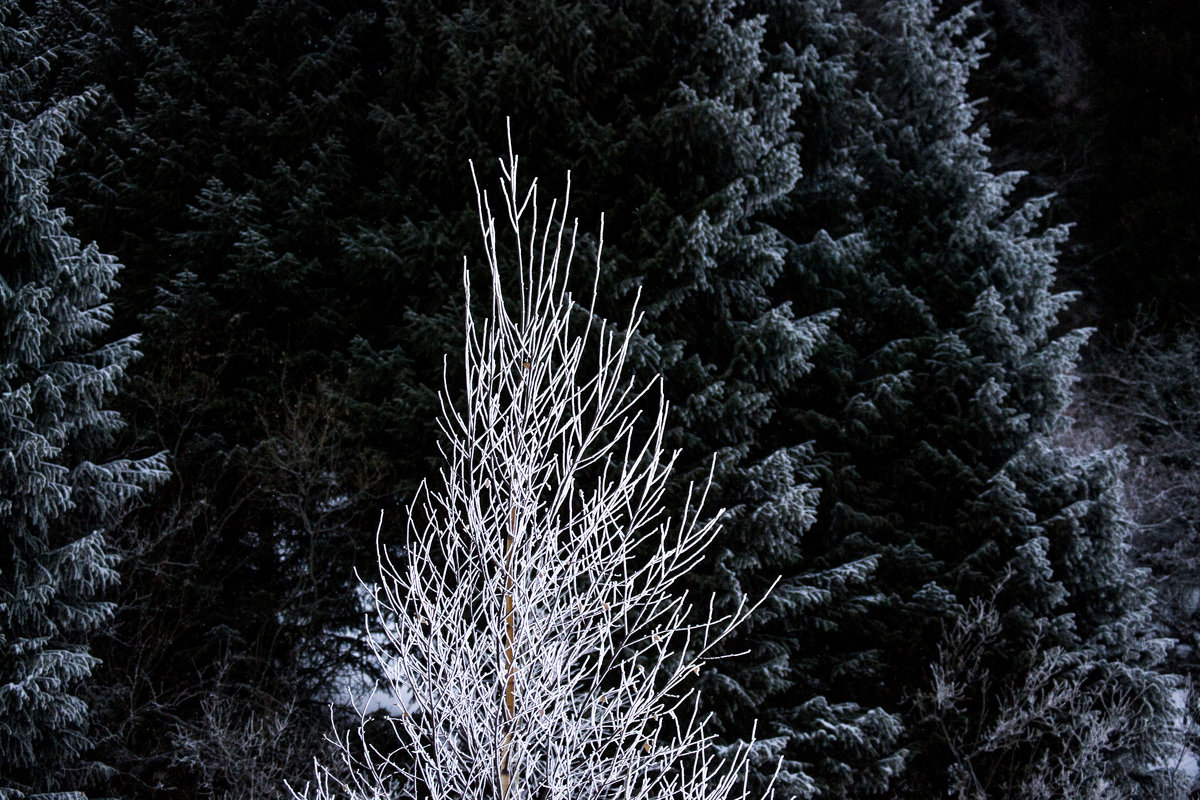Зимнее дерево - Alexey alexeyseafarer@gmail.com
