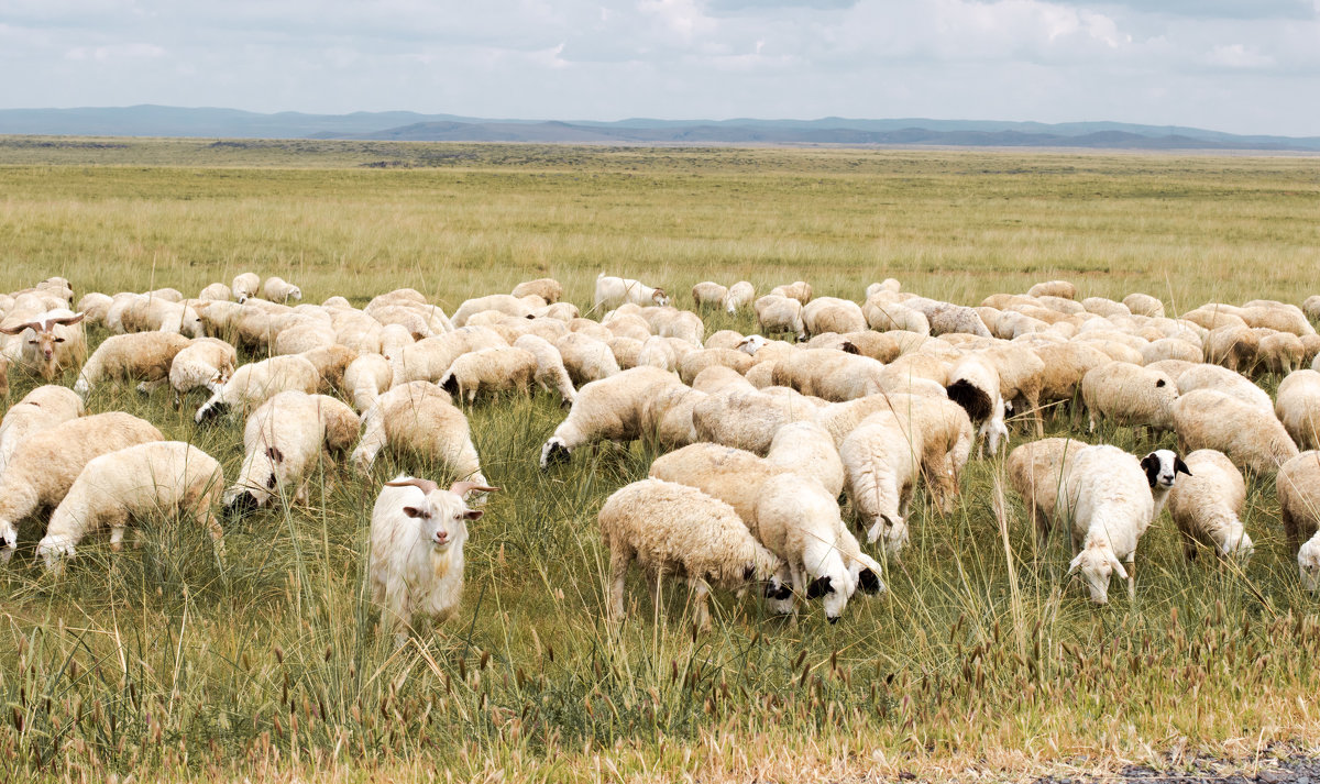 Монгольские овечки - Анастасия Безуглая