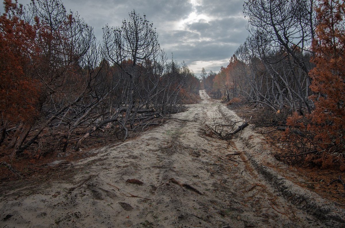 После лесного пожара - Павел Кухоренко