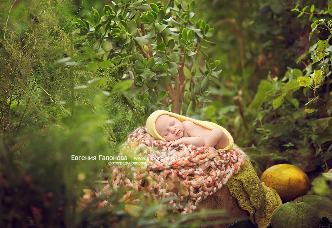 Фотосессии новорожденных в Краснодаре и крае - Евгения Гапонова