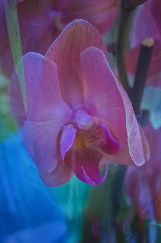 Орхидея - ChernilaART .