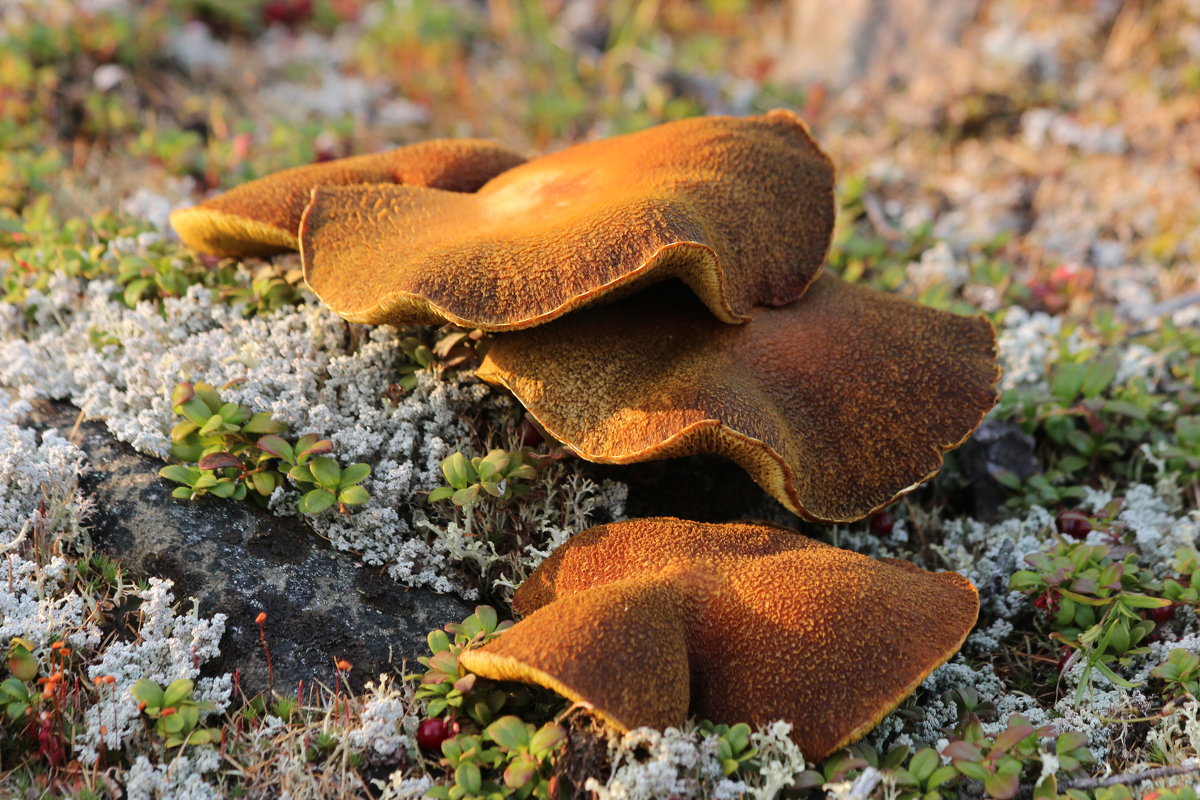Какие грибы в тундре