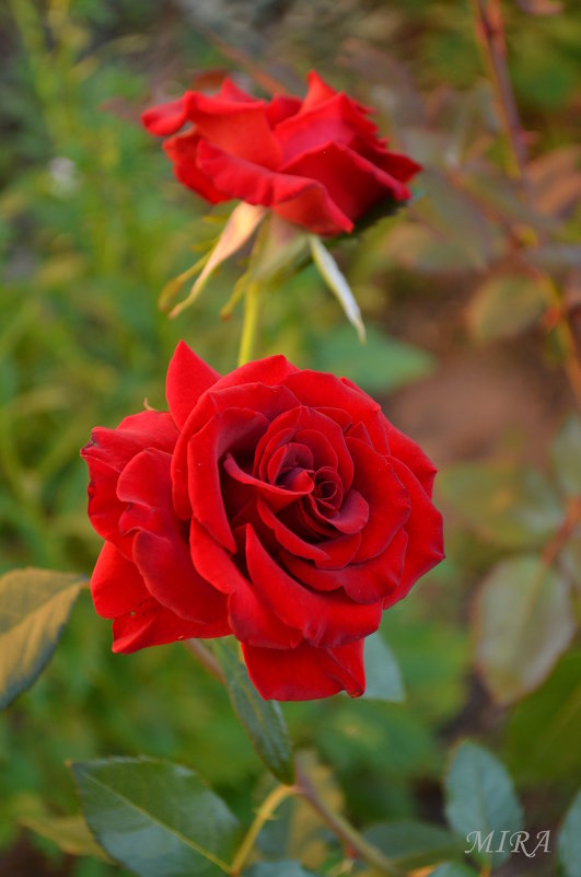 Розы. - *MIRA* **