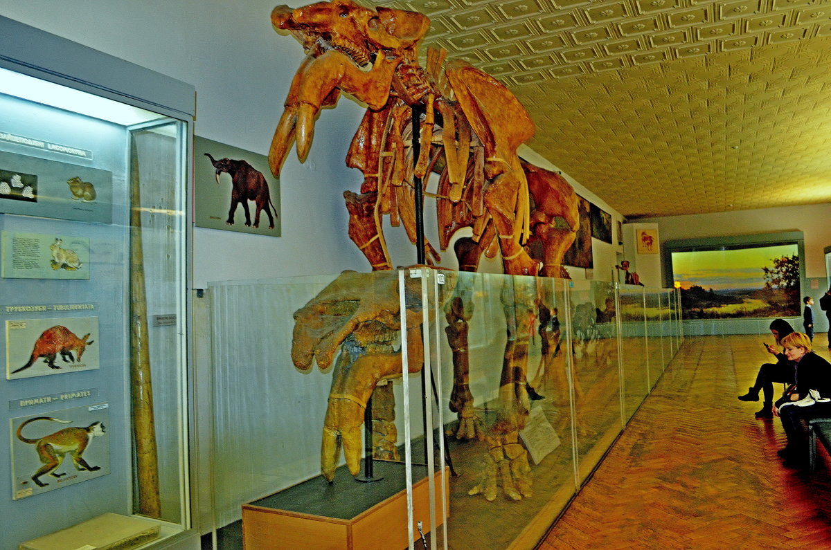 В музее природоведения - Ростислав 