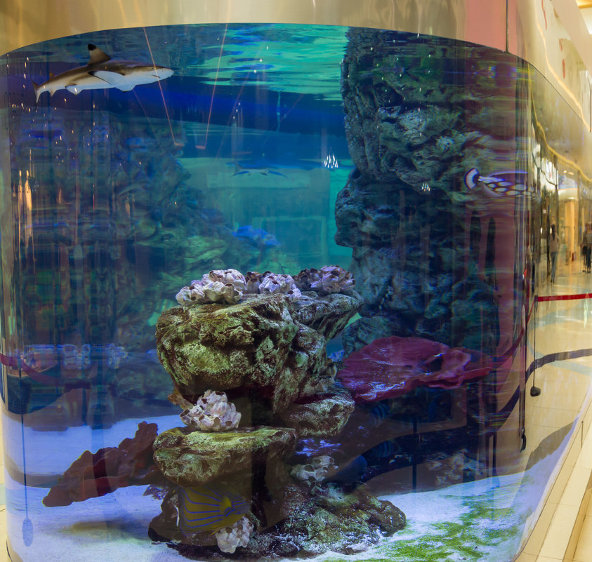 аквариум - Alexandr Yemelyanov