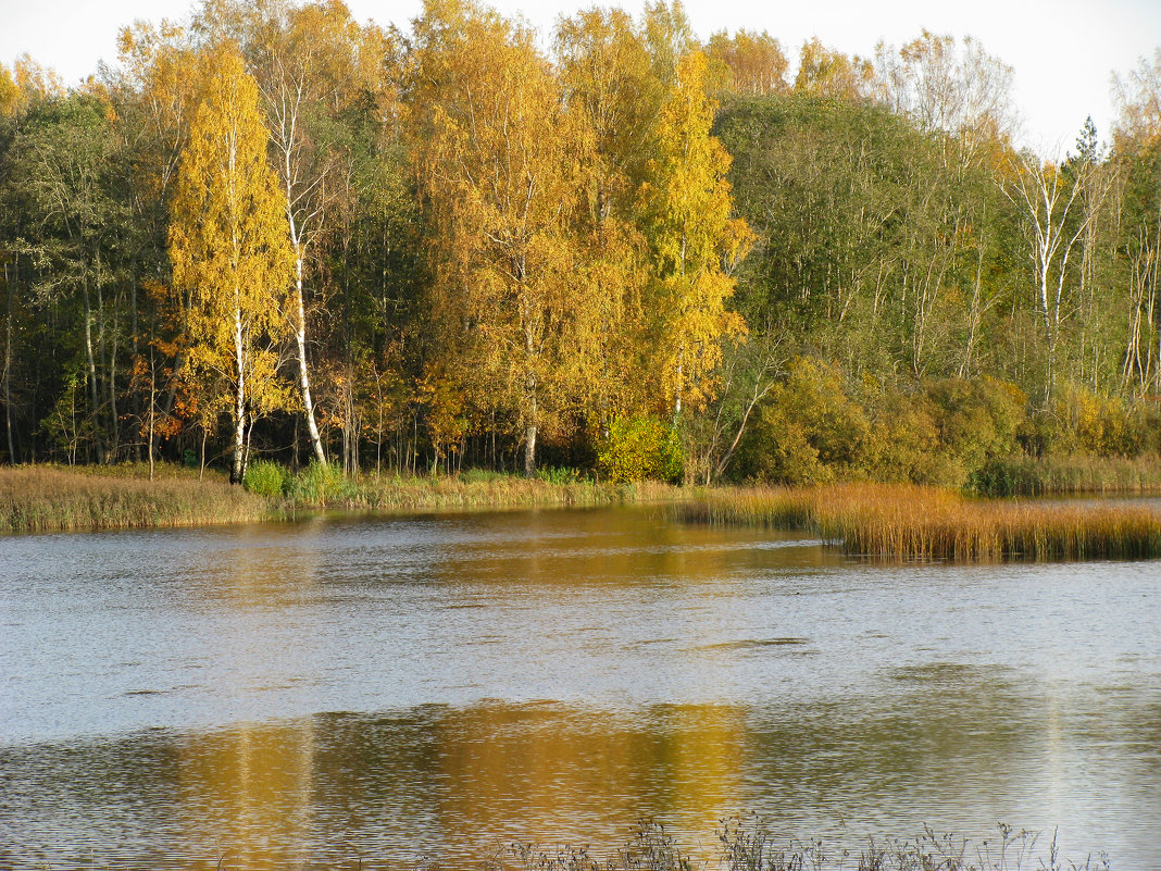 У реки осенью - Наталья 