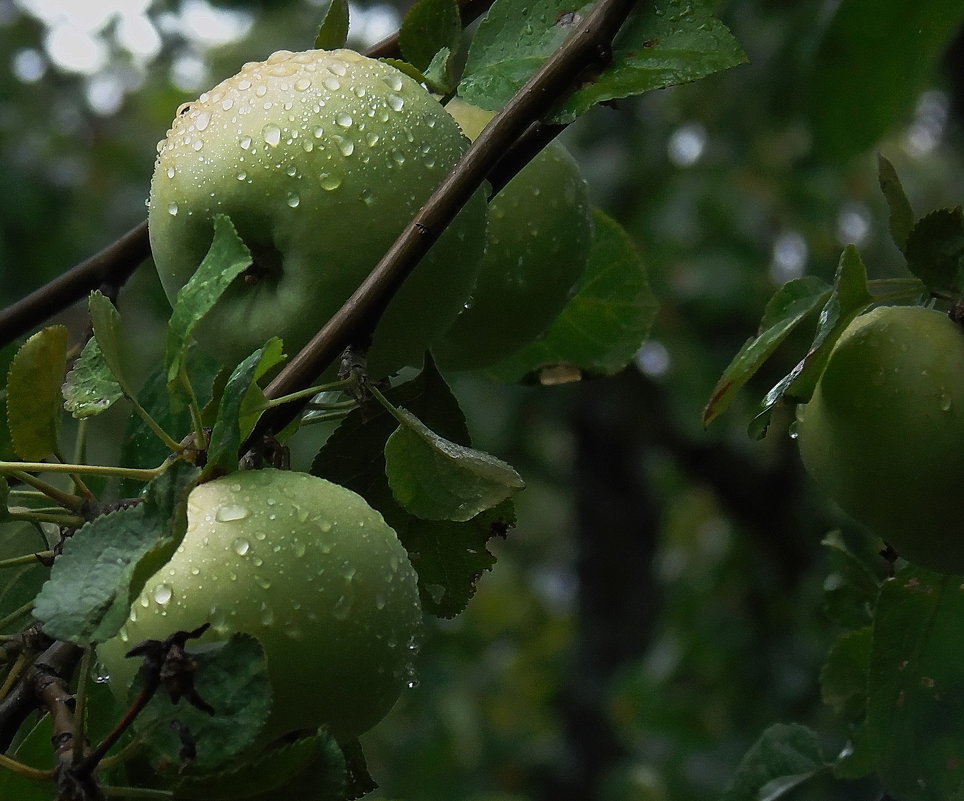 Яблоки после дождя - Алла 