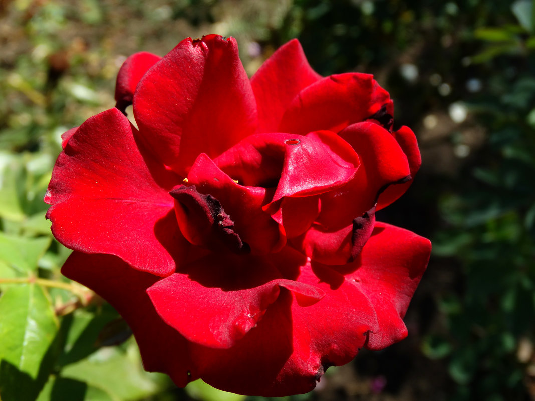 Роза красная в конце августа... - Тамара (st.tamara)