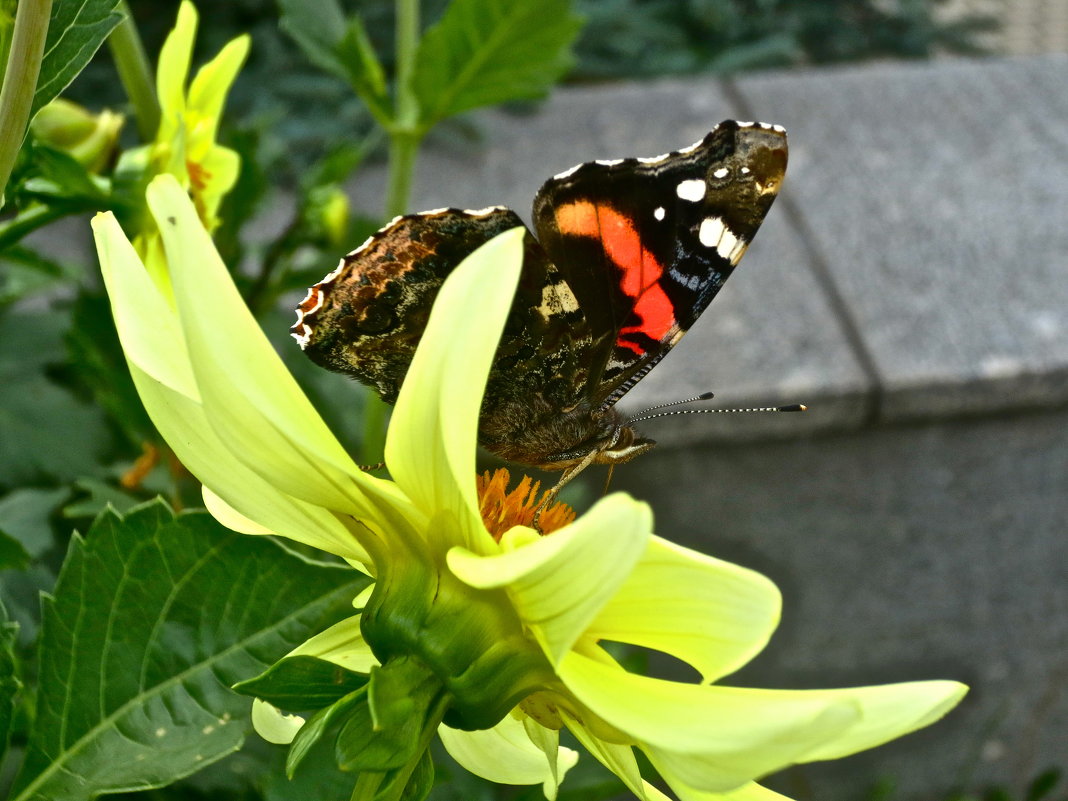 бабочка и цветок - Елена 
