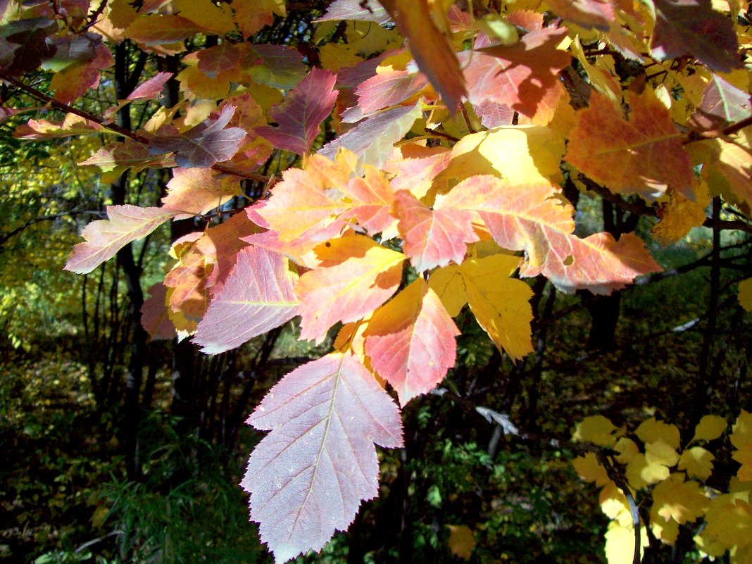 Разноцветная осень - alemigun 