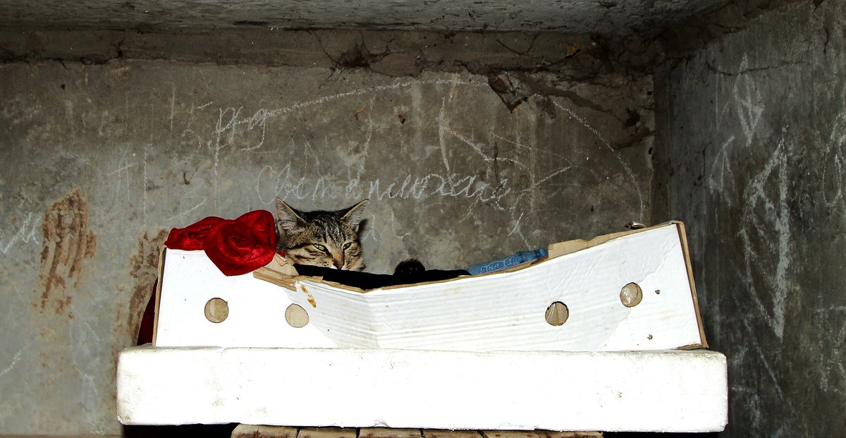 дом бездомных кошек - Вадим Виловатый