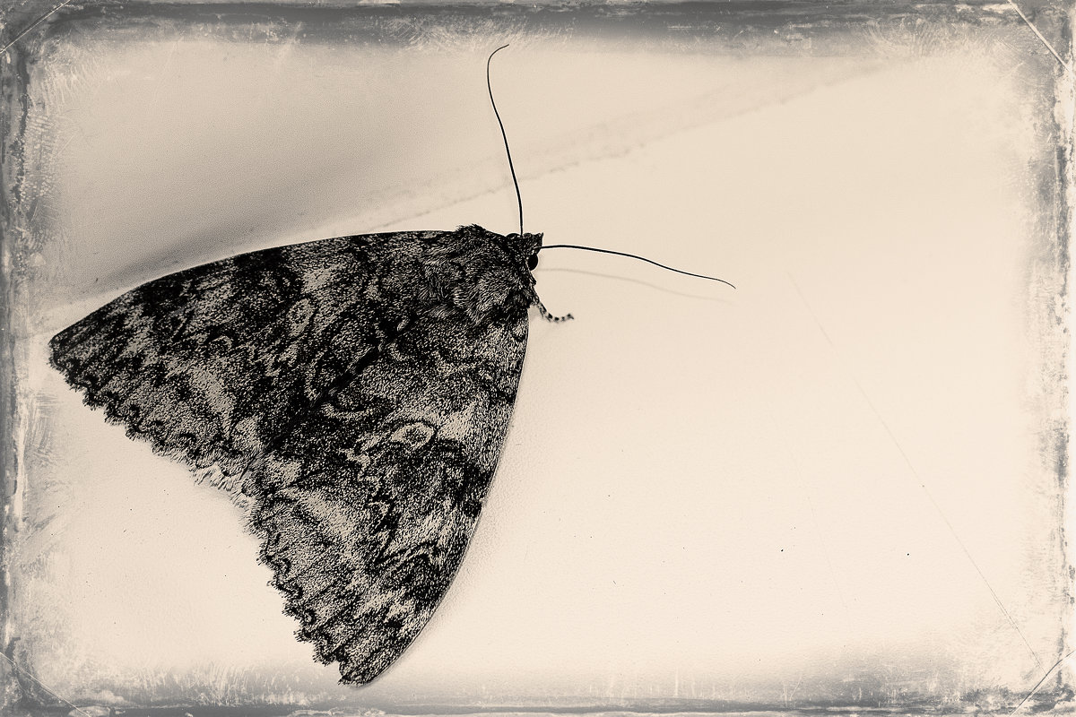 Ночная бабочка - dmitriy-vdv 
