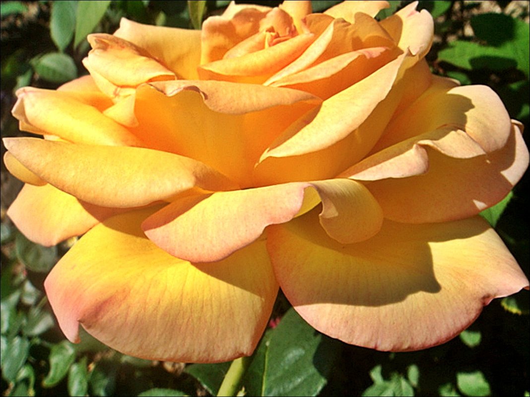 Прелесть жёлтой розы - Нина Корешкова
