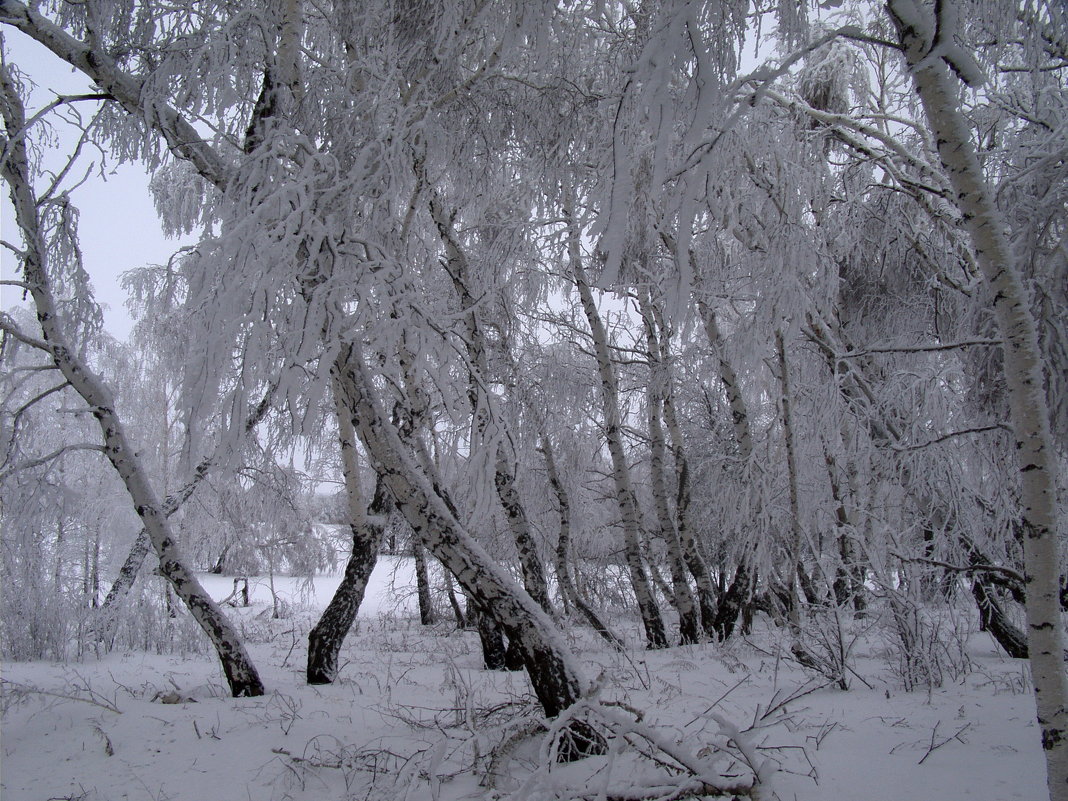 Зимний лес - Наталья А