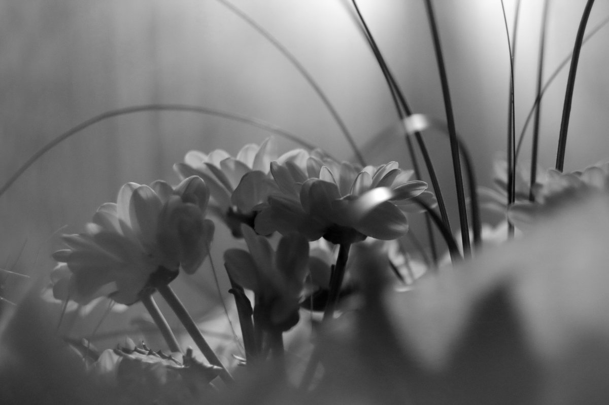 Хризантемы - Надежда 