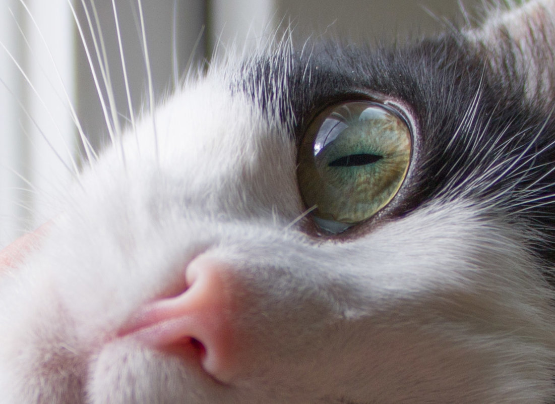 Что можно увидеть в кошачьих глазах? - Юлия Строчилина