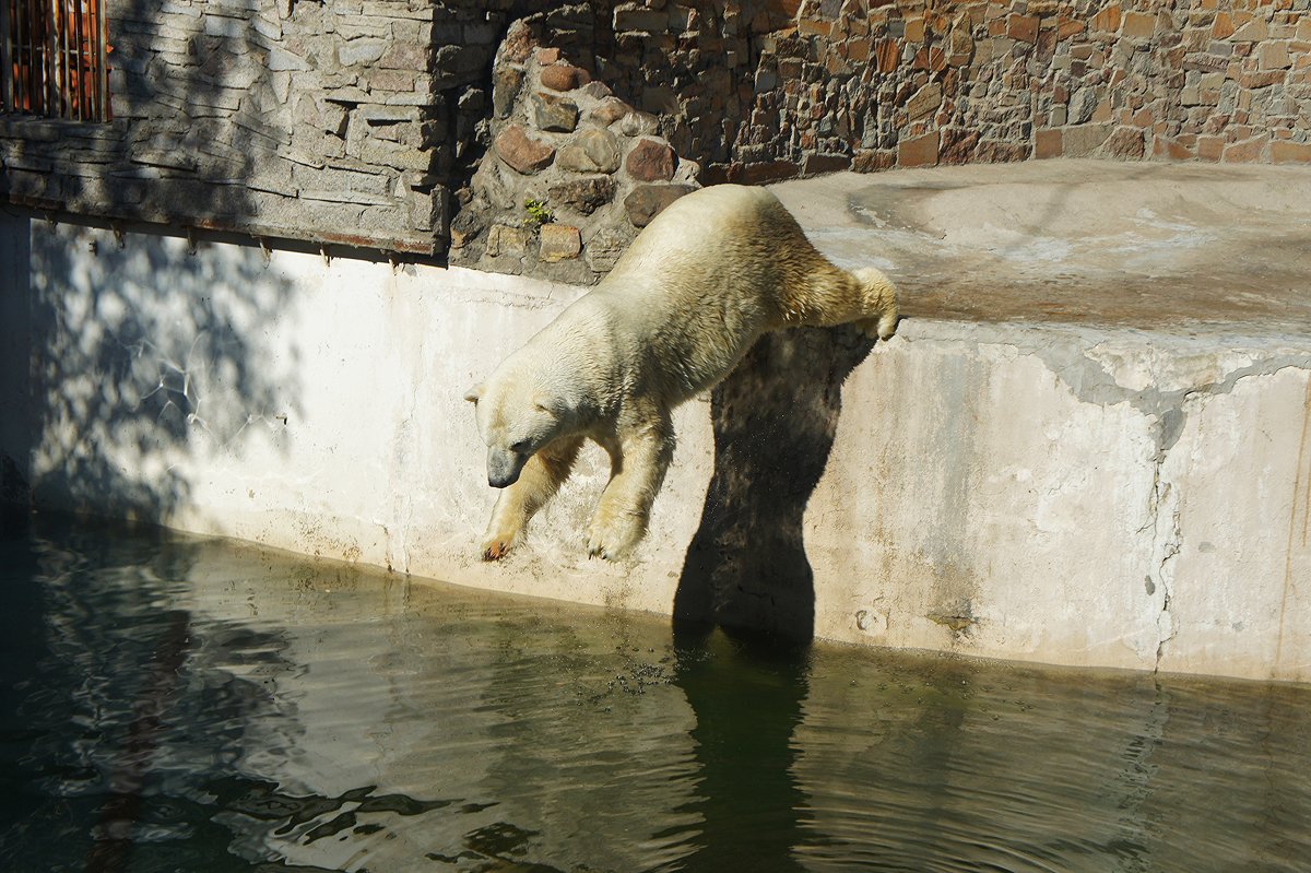 Живой символ Ленинградского зоопарка –  белый медведь - Елена Павлова (Смолова)