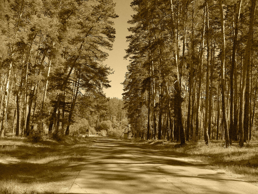 Дорога в лесу - Влад 